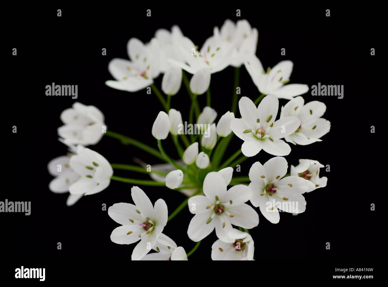 Fleur d'ail napolitaine sur fond noir Banque D'Images