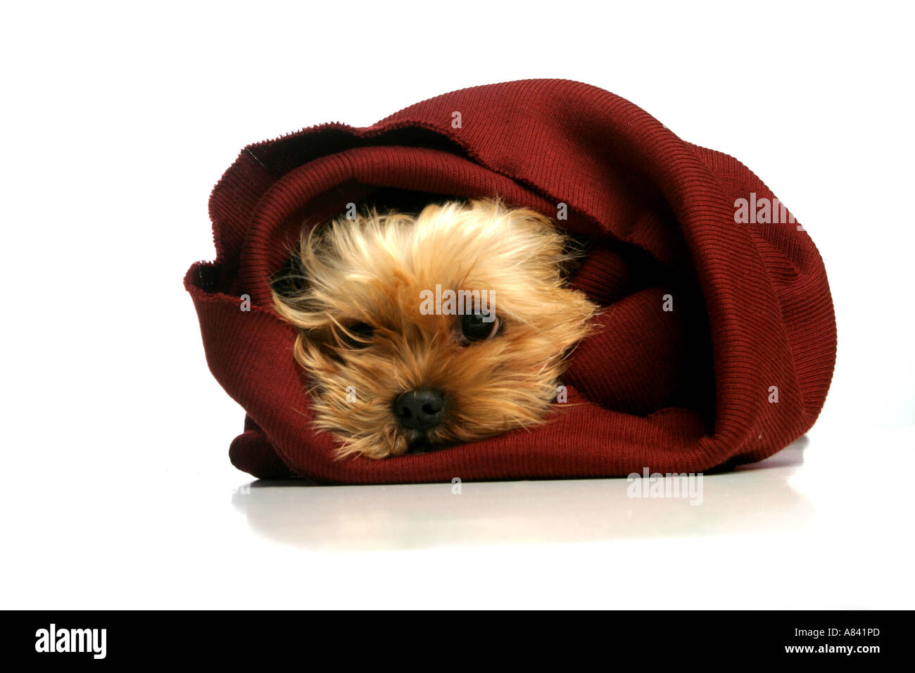 Yorkshire Terrier Banque D'Images