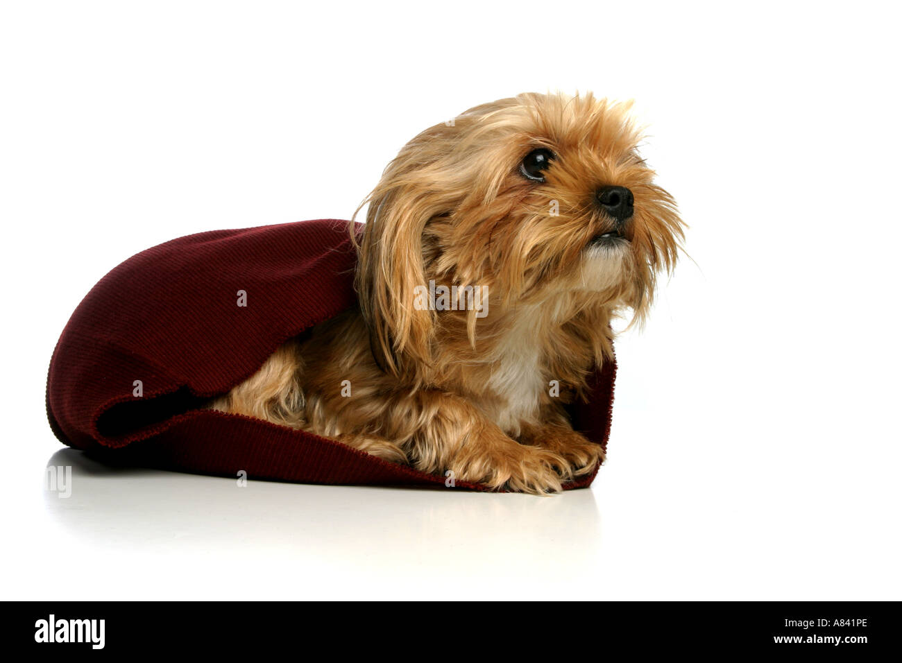 Yorkshire Terrier Banque D'Images
