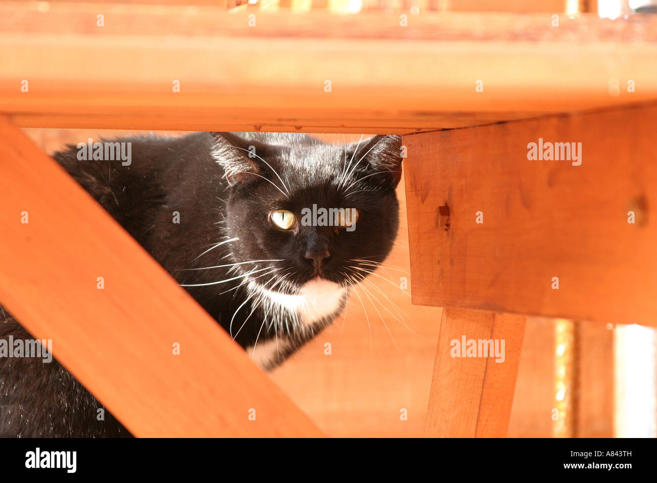 Peeping Tom Banque D'Images