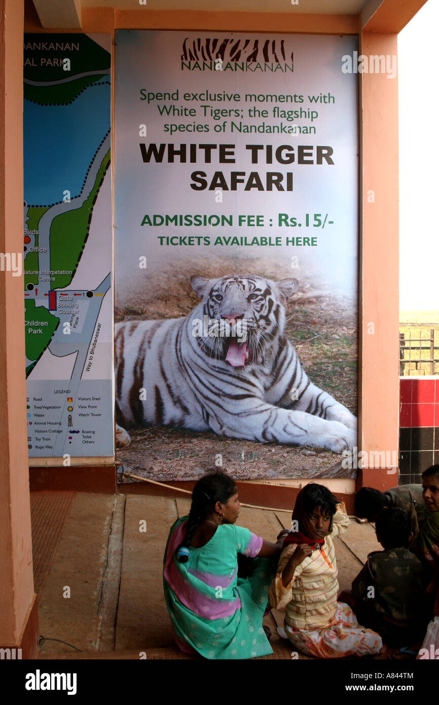 Tigre blanc au Zoo Safari Nandankanan,l'Orissa, Inde Banque D'Images