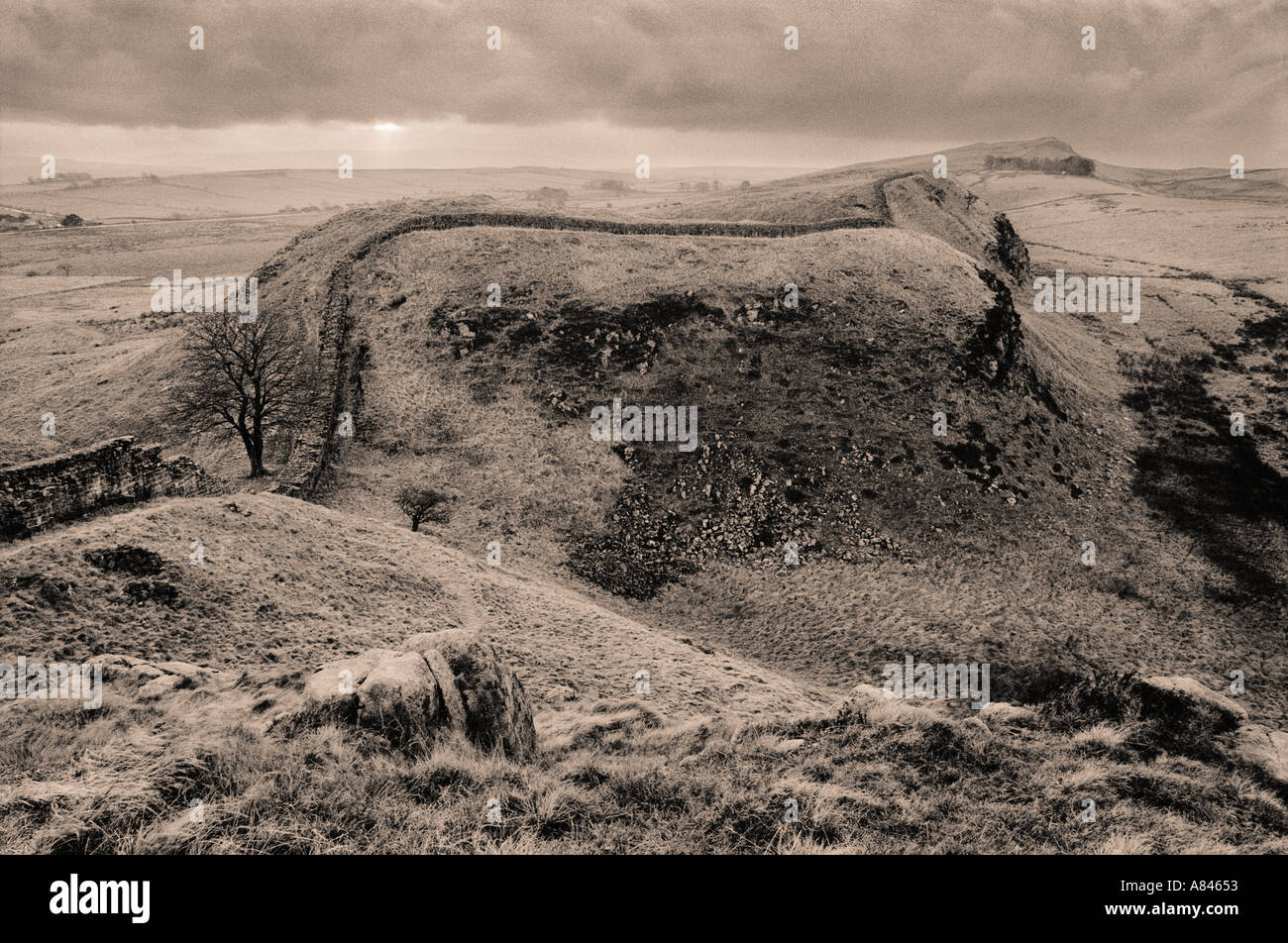 Mur d'Hadrien à Sycamore Gap Northumberland England UK Banque D'Images