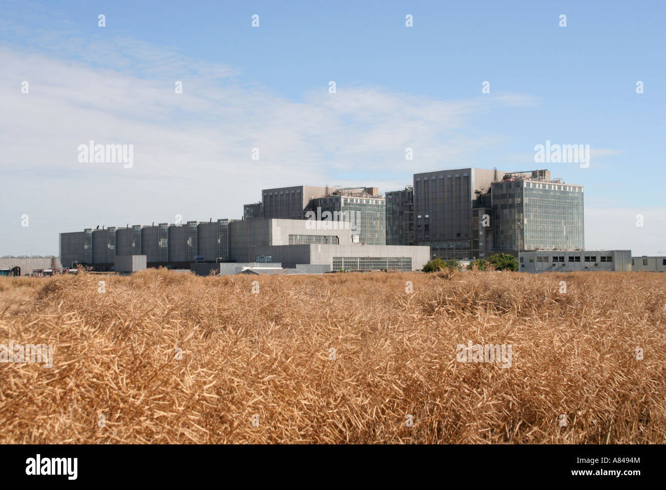 Réacteur Magnox nucléaire Bradwell power station aujourd'hui désaffecté dans l'Essex, Angleterre Royaume-Uni gb à travers les champs de maïs Banque D'Images