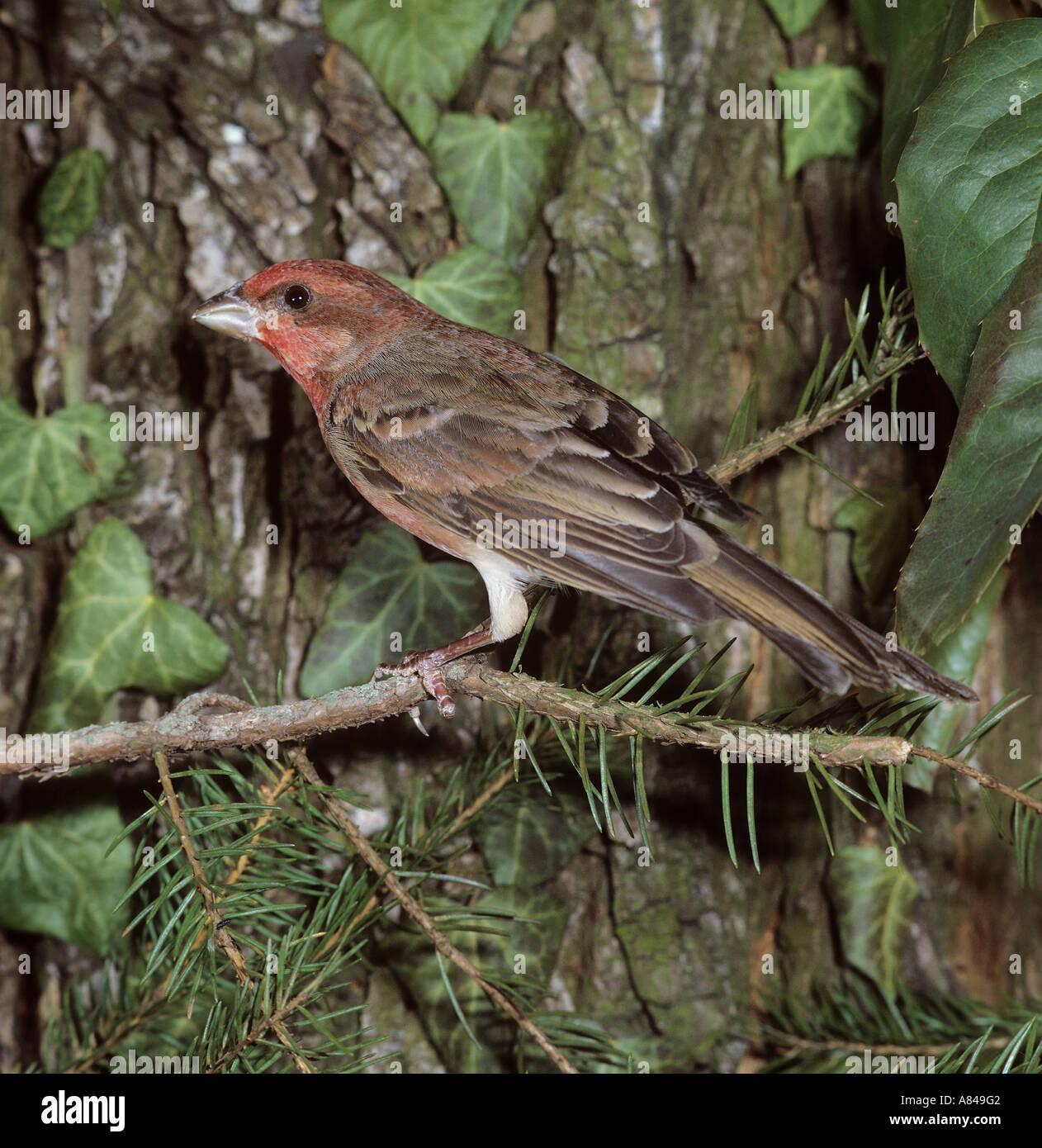 Common Rosefinch (Carpodacus erythrinus) mâle sur une branche. Allemagne Banque D'Images