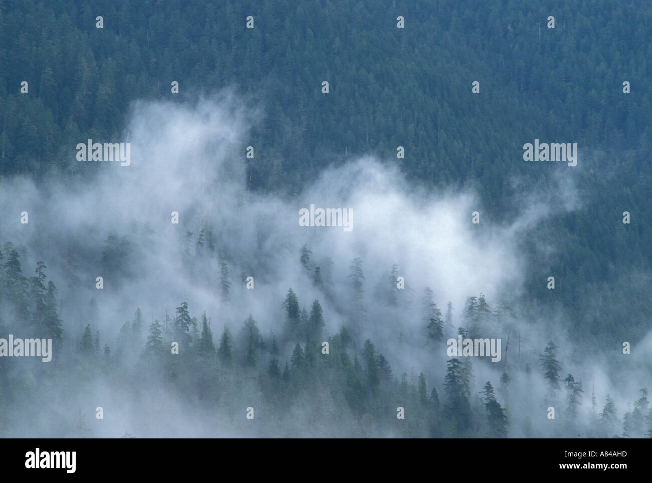 Le brouillard de la forêt au-dessus de la rivière Hoh Epicéa Sentier Nature Parc National Olympique Washington Banque D'Images