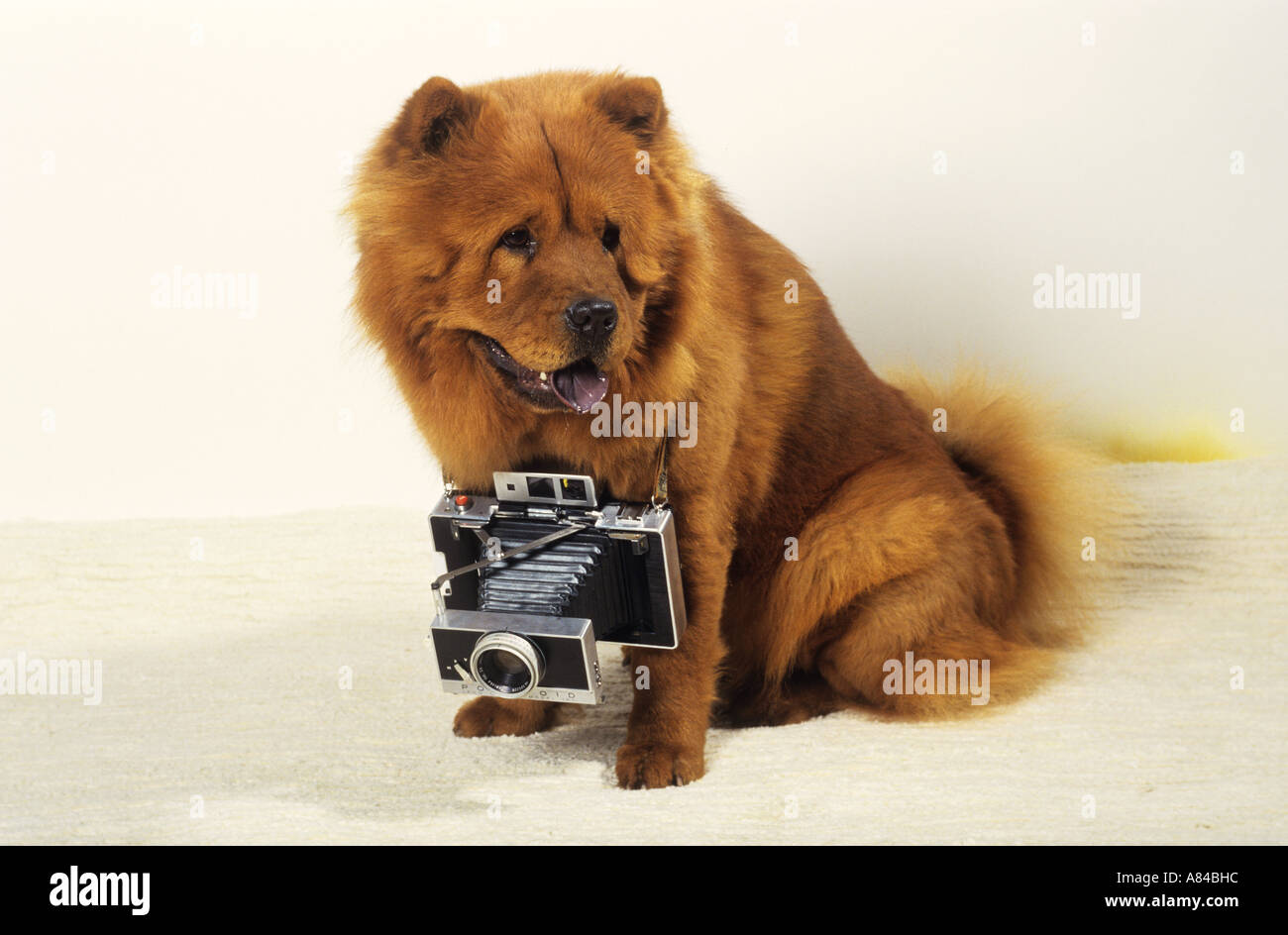 Chow Chow avec caméra Banque D'Images