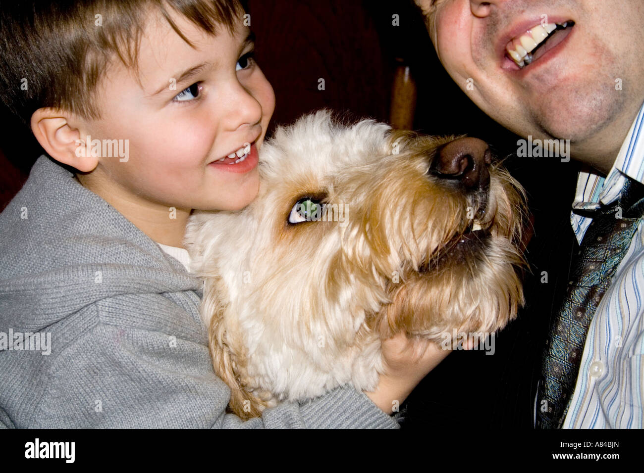 Fils et papa 37 ans et 4 jouant avec l'Artilleur l'animal Goldendoodle chien. T 'Paul' Minnesota USA Banque D'Images