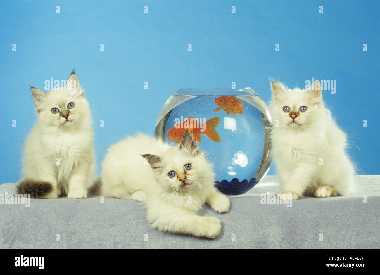 Chat Sacré de Birmanie trois chatons - suivant pour l'aquarium Banque D'Images Chat Sacré de Birmanie trois chatons - suivant pour l'aquarium Banque D'Images