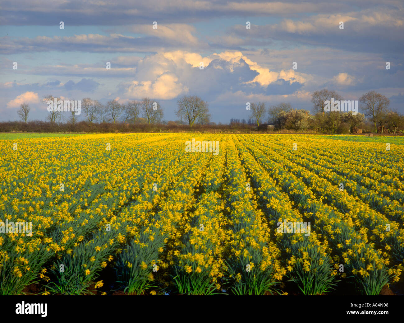 Domaine de la jonquille près de Holbeach St John près de Spalding dans le Lincolnshire Fens England UK Banque D'Images