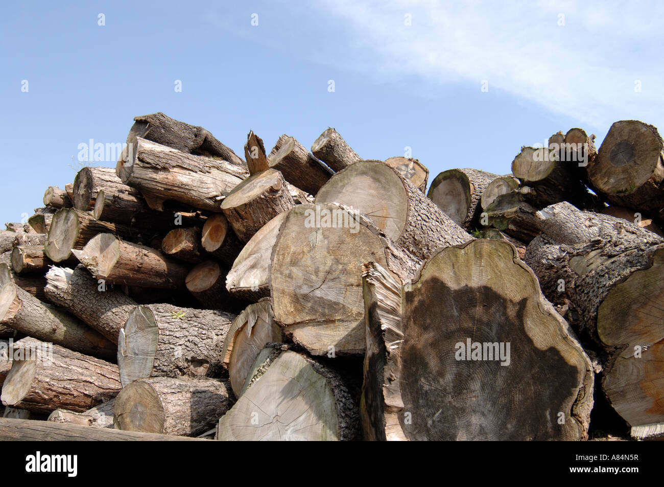 Chêne arbres ont été abattus à Wentworth Castle au Yorkshire Banque D'Images