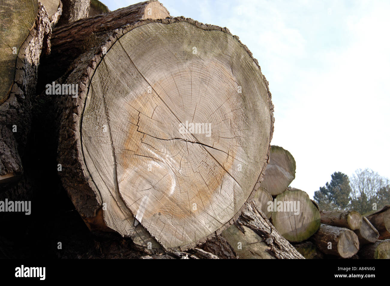 Chêne arbres ont été abattus à Wentworth Castle au Yorkshire Banque D'Images