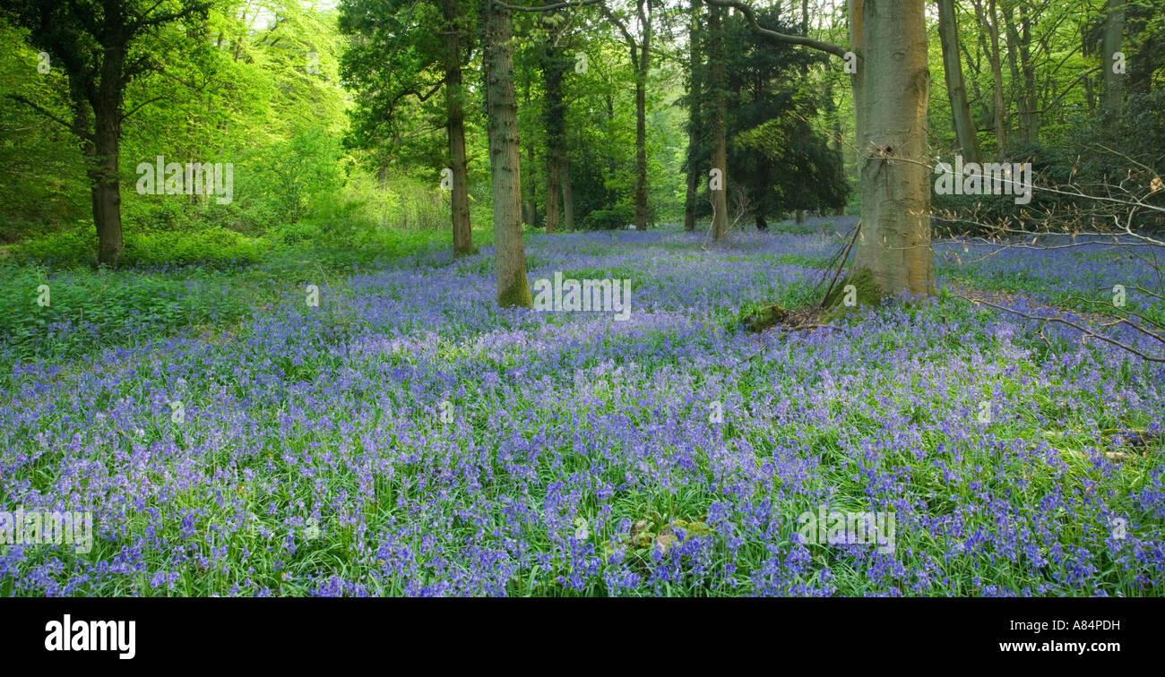 Staffhurst Bois, Surrey, Angleterre, Royaume-Uni Banque D'Images