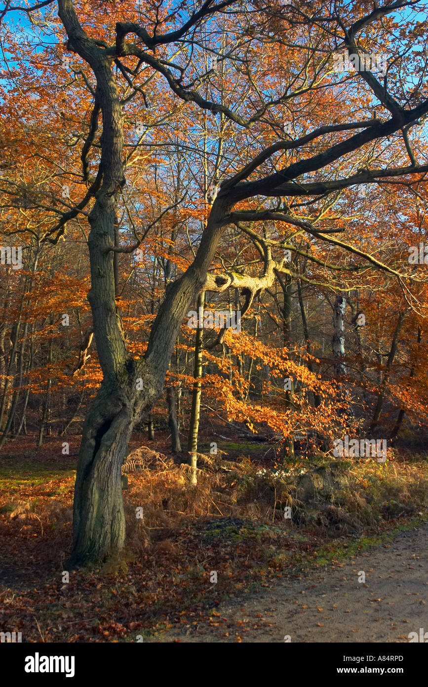 Belles couleurs d'automne sur les arbres dans la forêt d'Epping London UK Banque D'Images