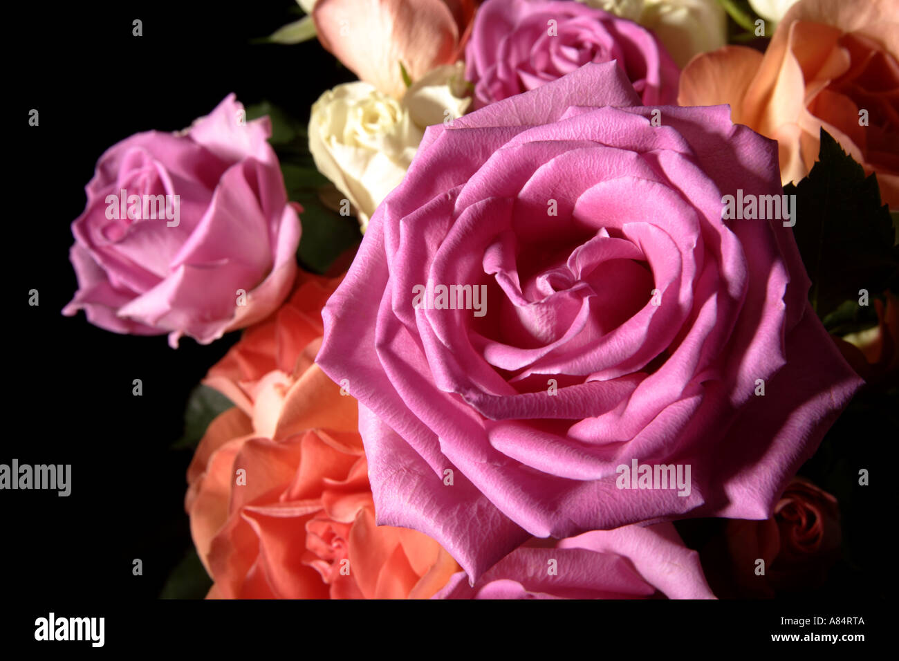 Bouquet de roses multicolores contre fond de velours noir Banque D'Images