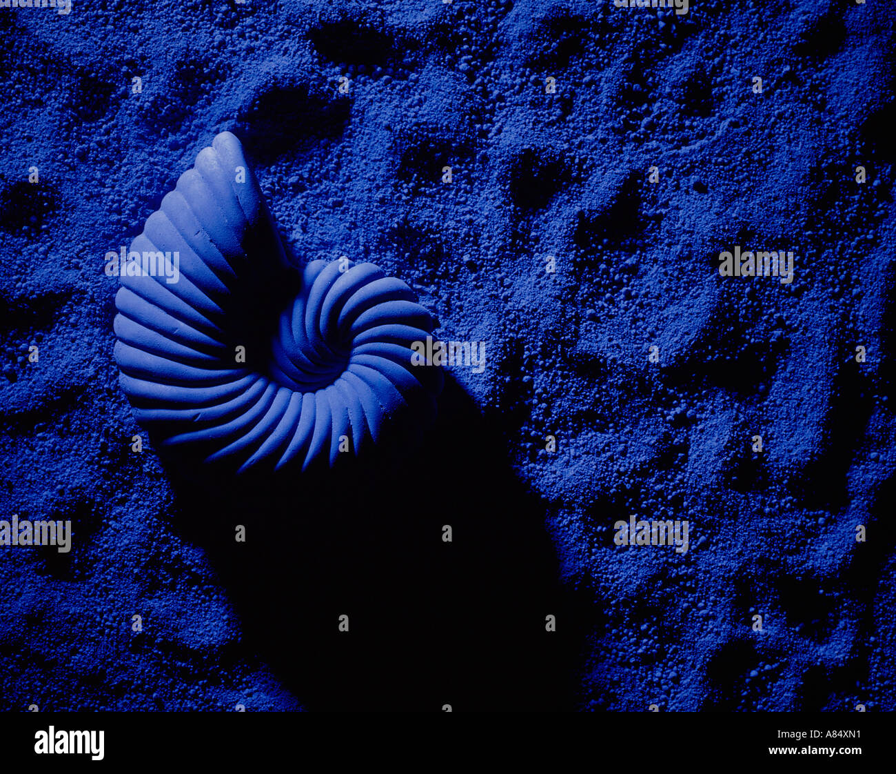 Close up de fossiles d'ammonites en plâtre sur le sable dans la lumière bleue. Banque D'Images