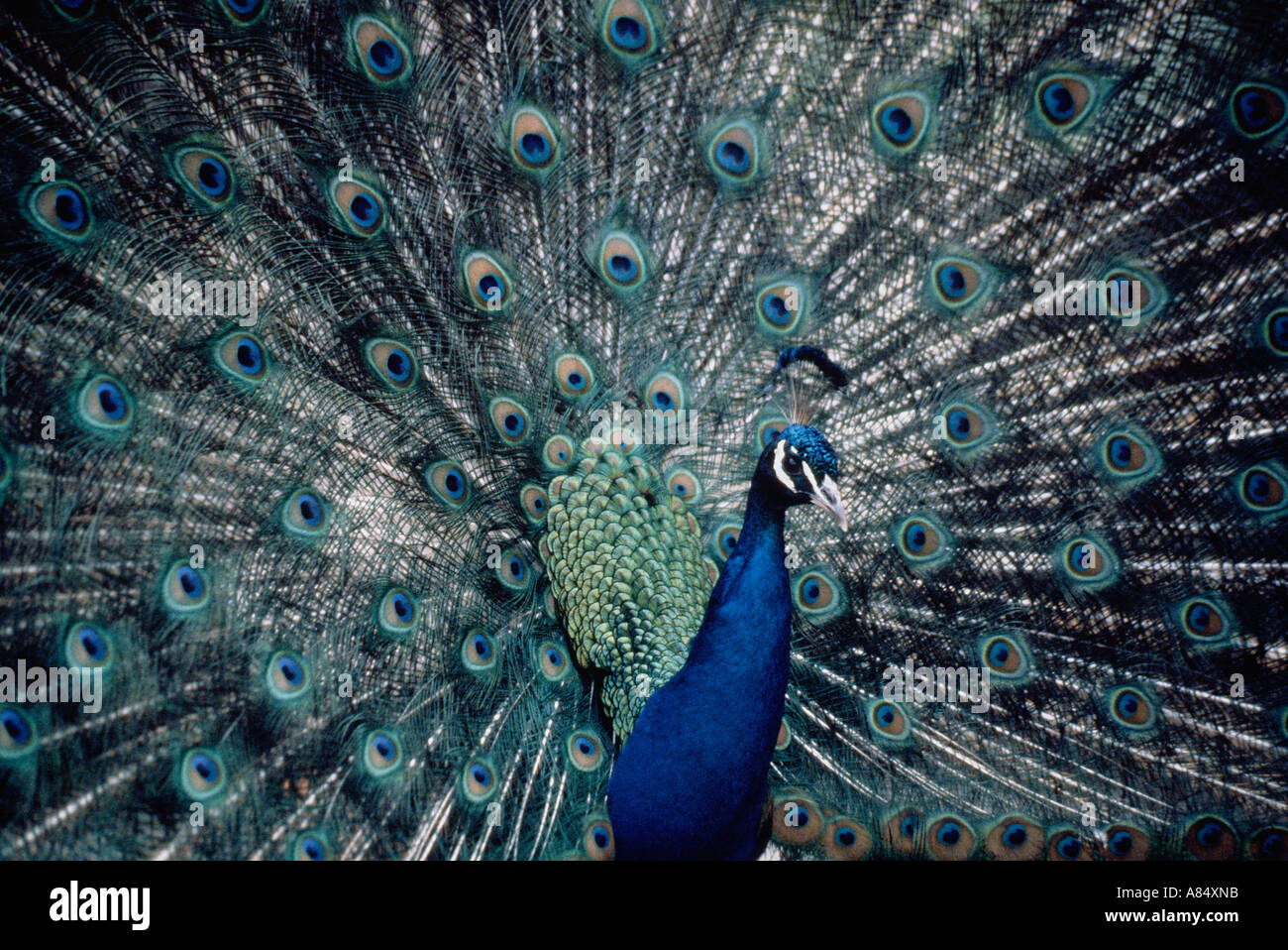 Close up d'oiseau paon afficher plumage. Banque D'Images