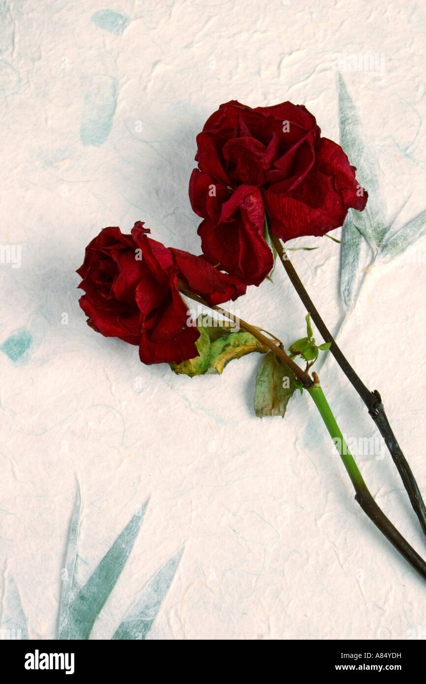 Roses rouges morts. Banque D'Images