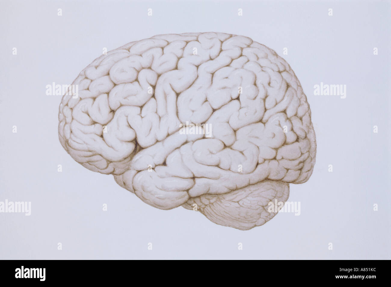 Illustration du cerveau humain Banque D'Images