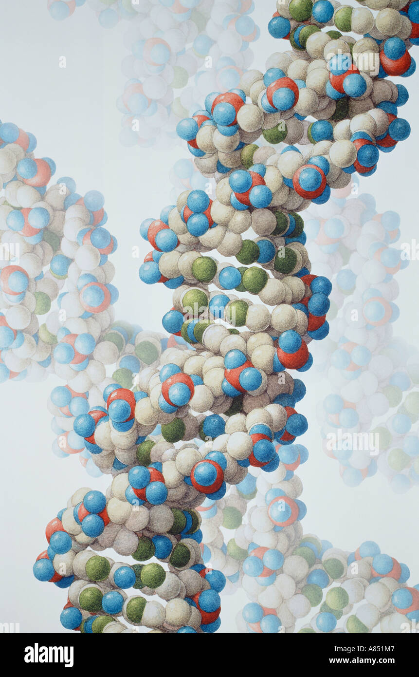 La génétique humaine. Les acides nucléiques. Molécule d'ADN de l'illustration. Banque D'Images