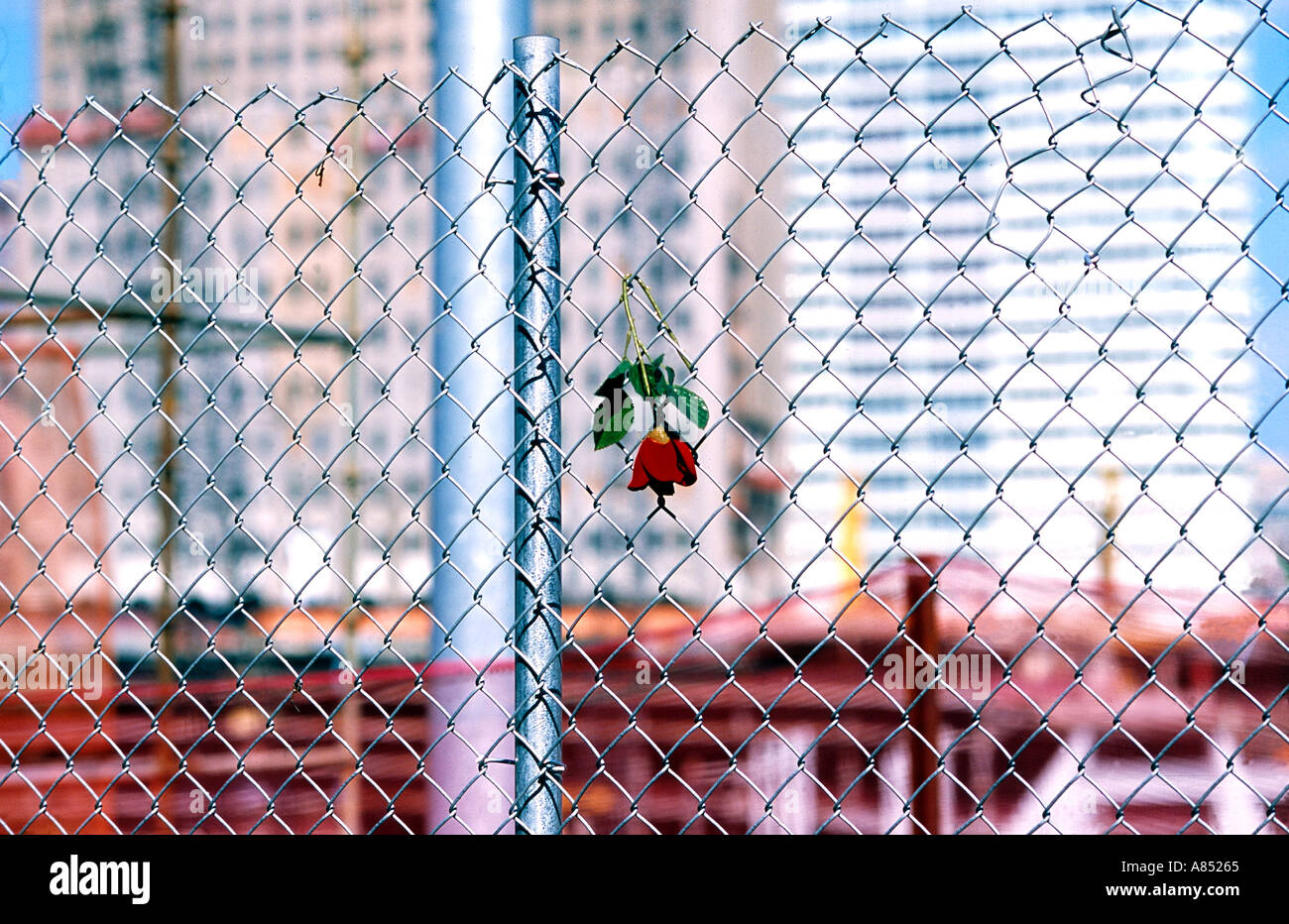 Rose rouge sur une clôture, Jour Banque D'Images