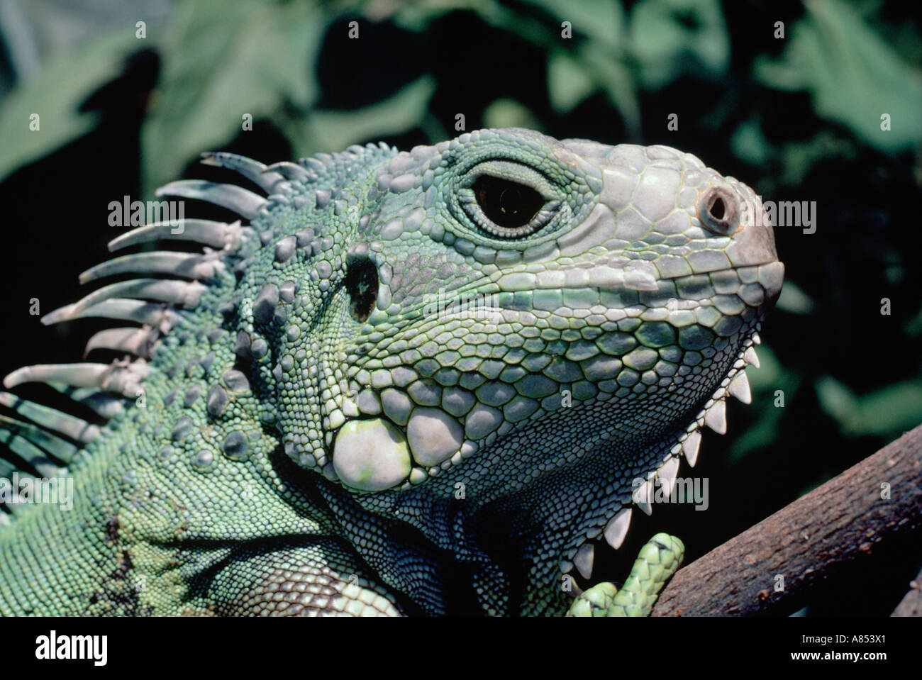 Hawaii. La faune. Iguane vert lézard Reptile chef close-up. Banque D'Images Hawaii. La faune. Iguane vert lézard Reptile chef close-up. Banque D'Images