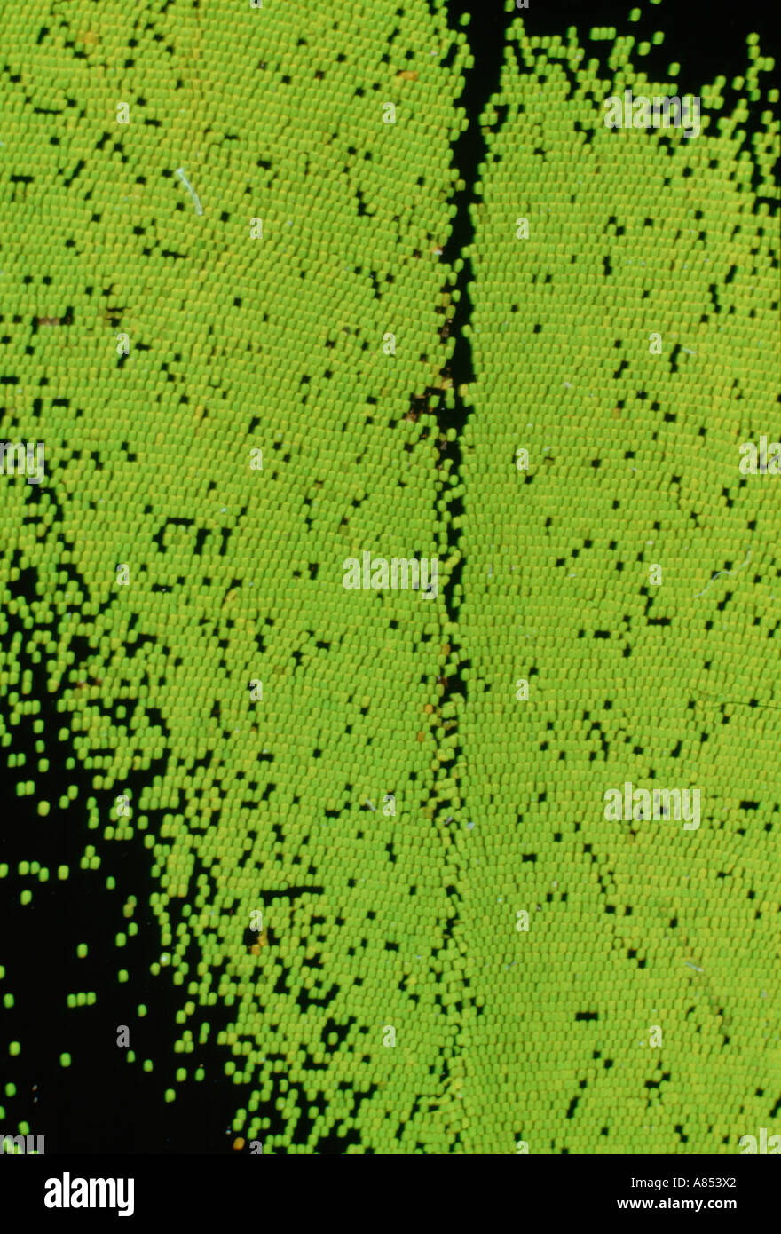 La Papouasie-Nouvelle-Guinée la faune. Close-up microscopiques d'aile de papillon vert de la Cites. Banque D'Images