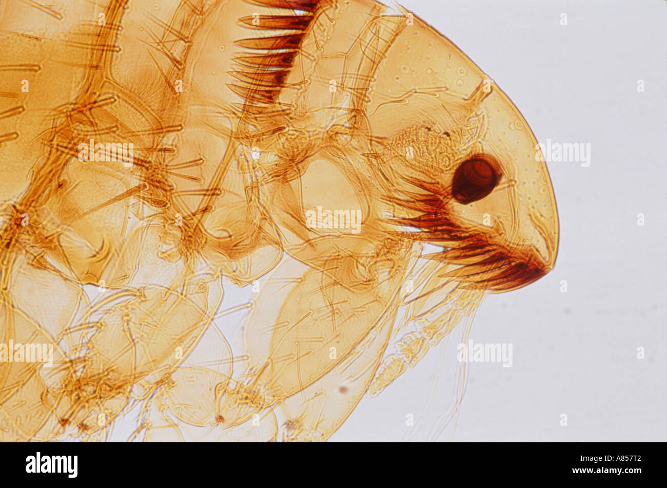 L'analyse des électrons Microphotographie (SEM) gros plan d'un insecte aux puces. Banque D'Images