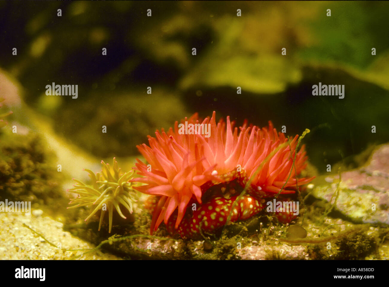 Anémone fraise dans la roche piscine avec une plus petite Snakelocks Anemone Banque D'Images