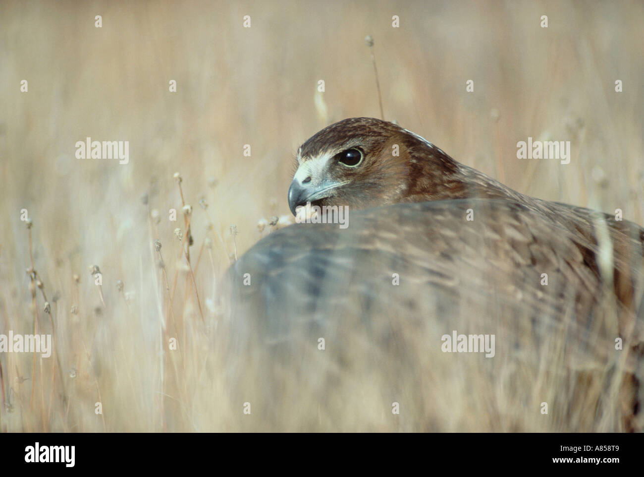 La faune de la Nouvelle-Zélande. Libre d'oiseau sauvage. Falcon. Banque D'Images