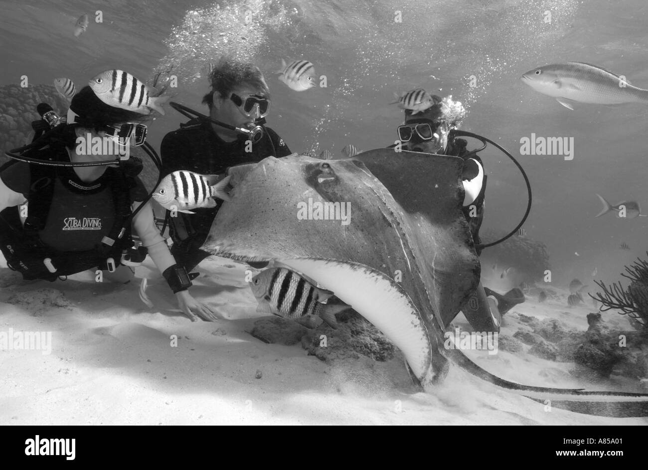 Interagir avec les plongeurs DU SUD UNE STINGRAY DASYATIS AMERICANA À STINGRAY CITY GRAND CAYMAN Banque D'Images