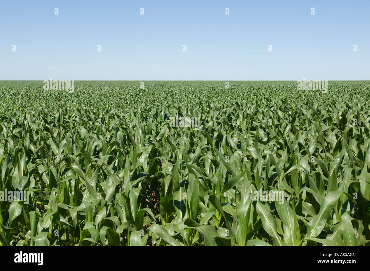 La canne à sucre (Saccharum) cultures utilisées pour produire de l'éthanol de plus en plus de carburant dans un champ près de Mineirds au Brésil. Banque D'Images