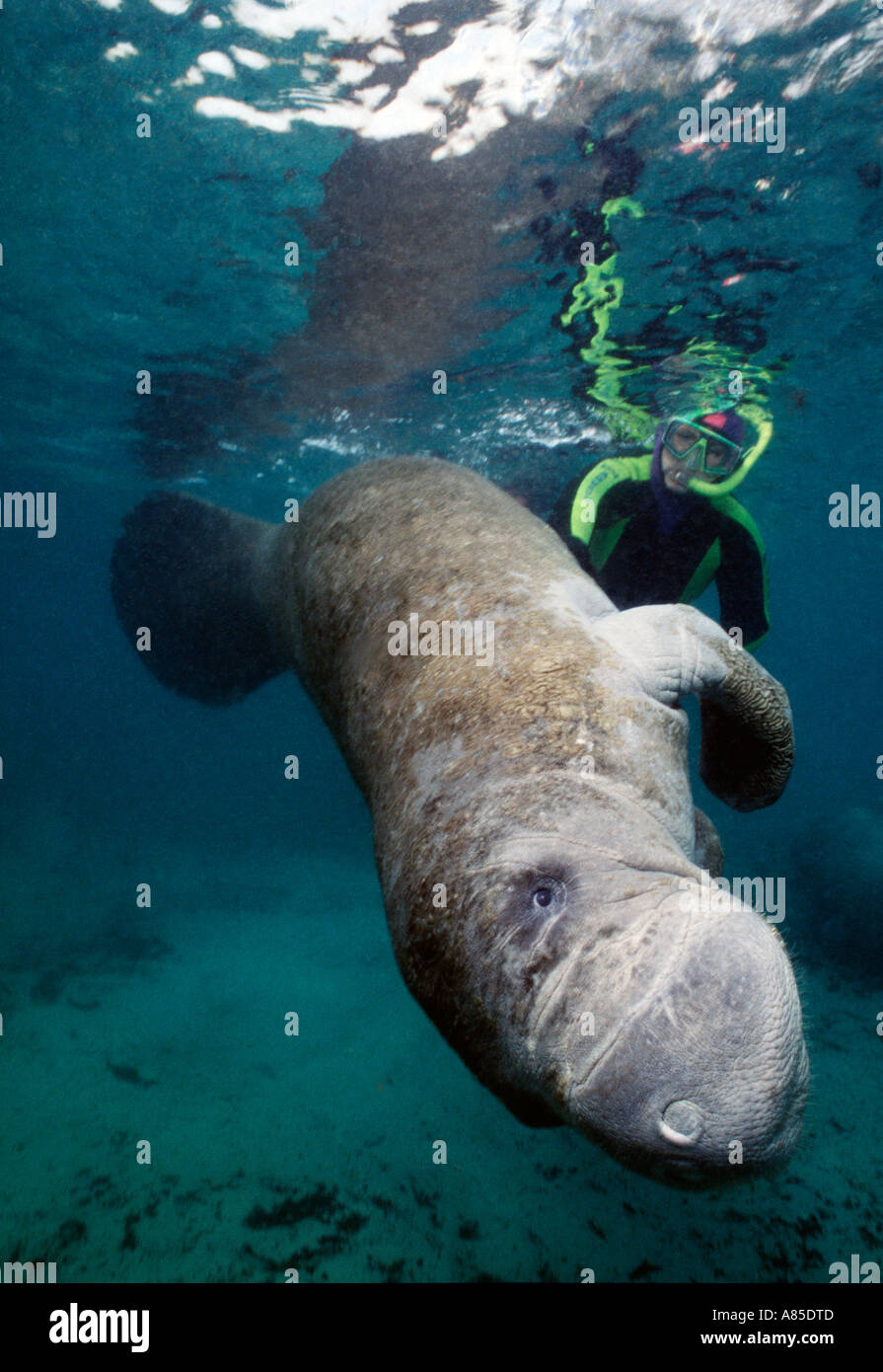 Crystal River FL lamantin sous-marine avec snorkeler Banque D'Images