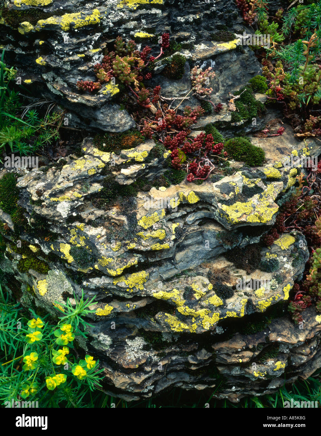 Vieux THUYAS DÉTAIL, rainforest, Olympic National Park, Washington State, USA Banque D'Images