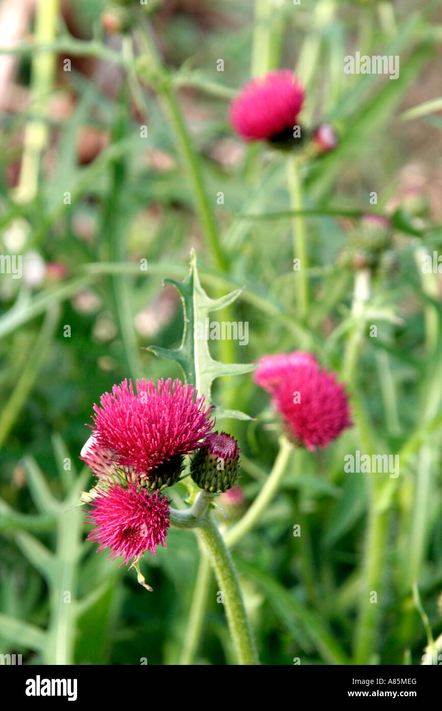Cirsium rivulare atropurpureum a une très longue saison de floraison indiqué ici qu'elle commence à la fin avril une grande usine de Bumble bee Banque D'Images