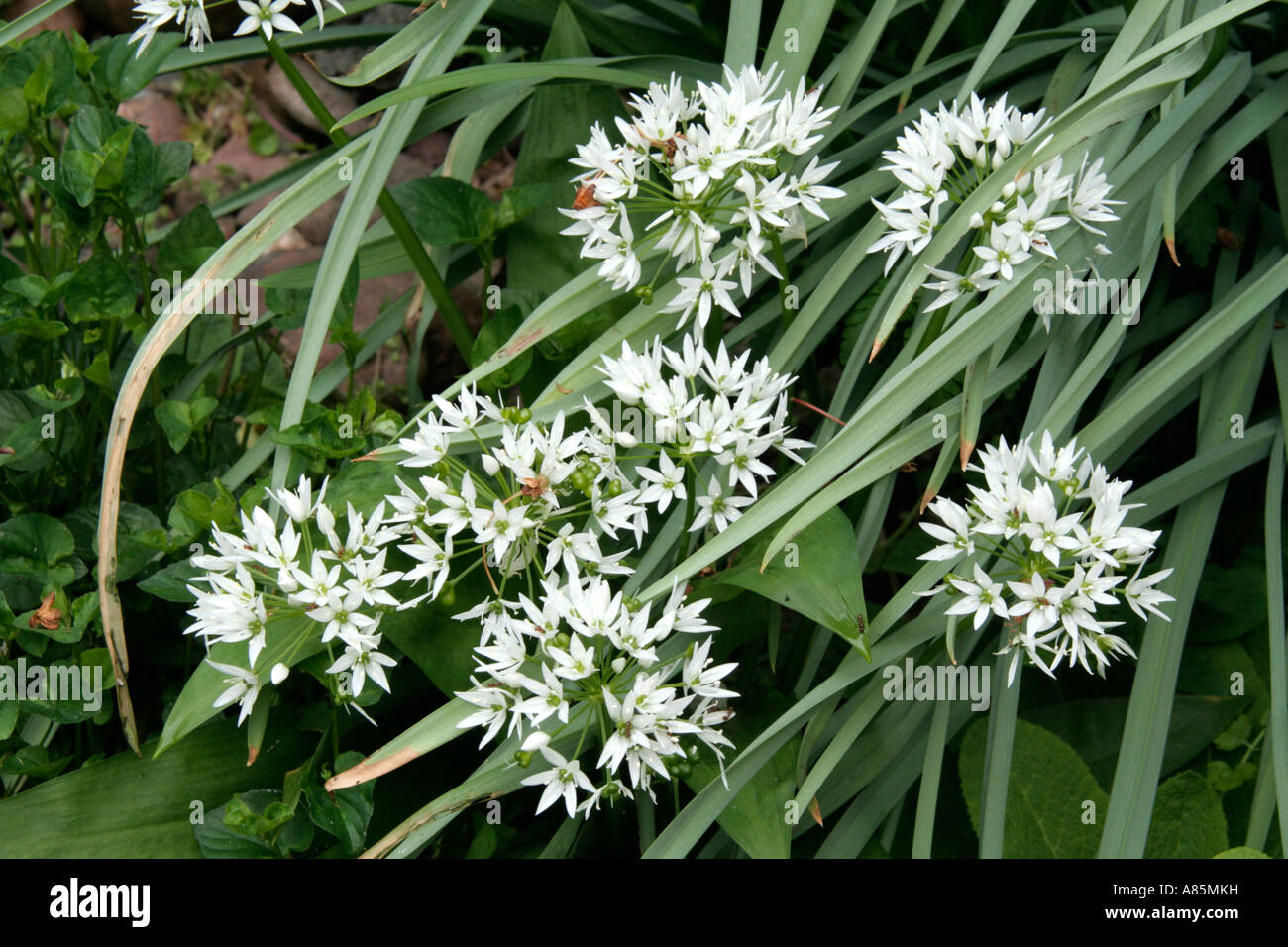 Ramsons ou Ail d'Allium ursinum a feuilles comestibles Banque D'Images
