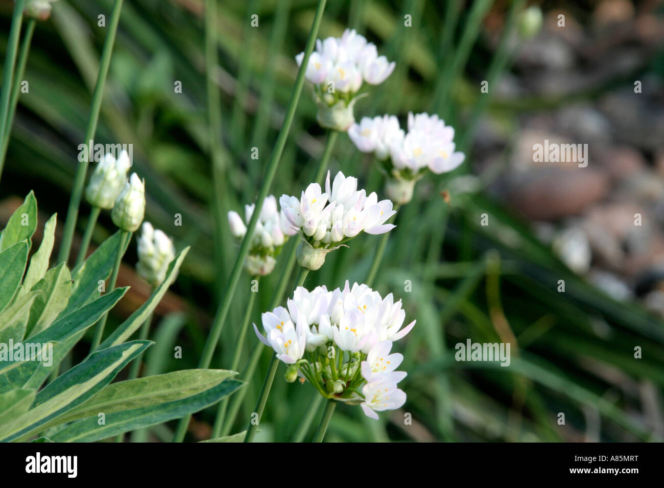 Allium roseum Banque D'Images