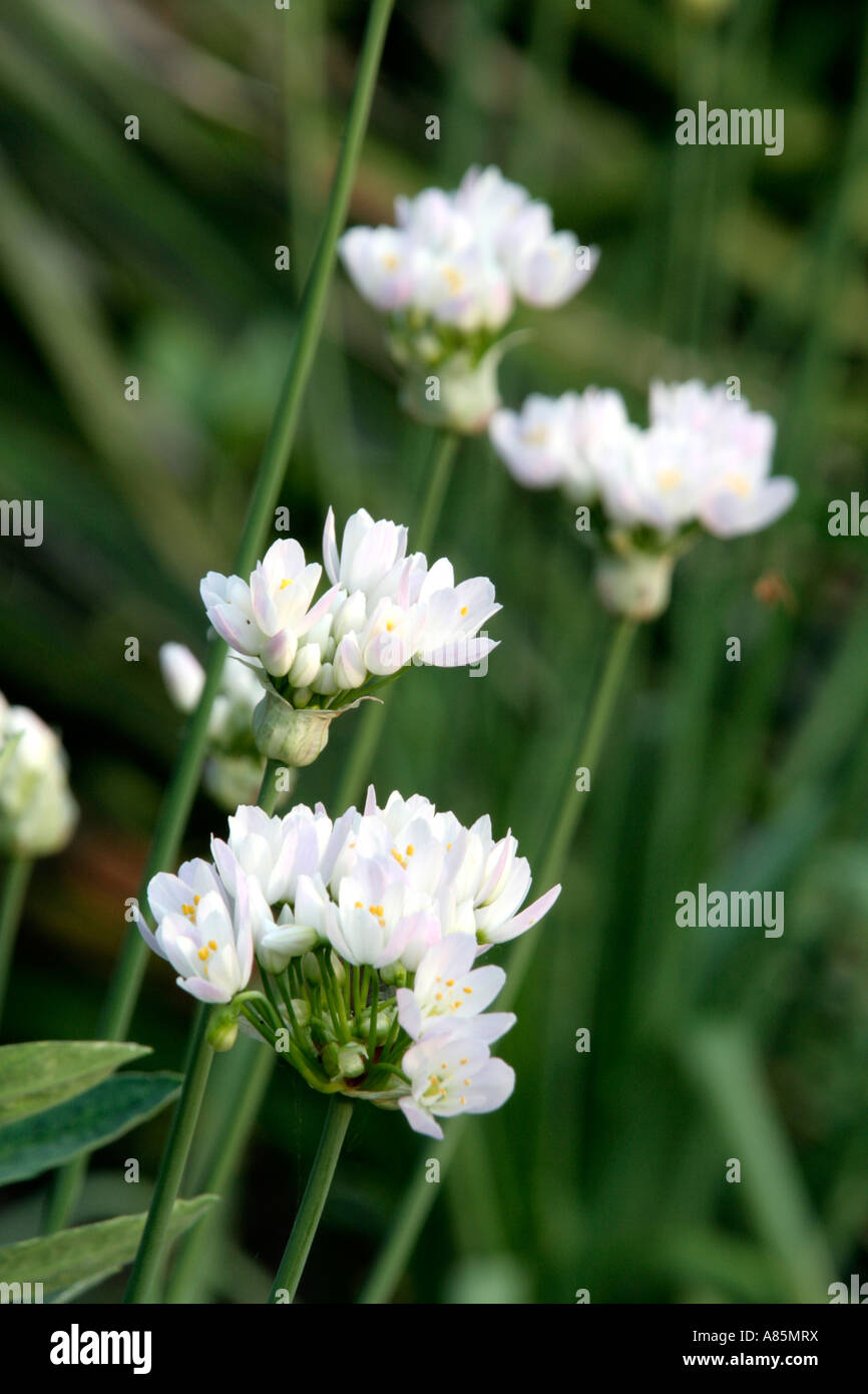 Allium roseum Banque D'Images