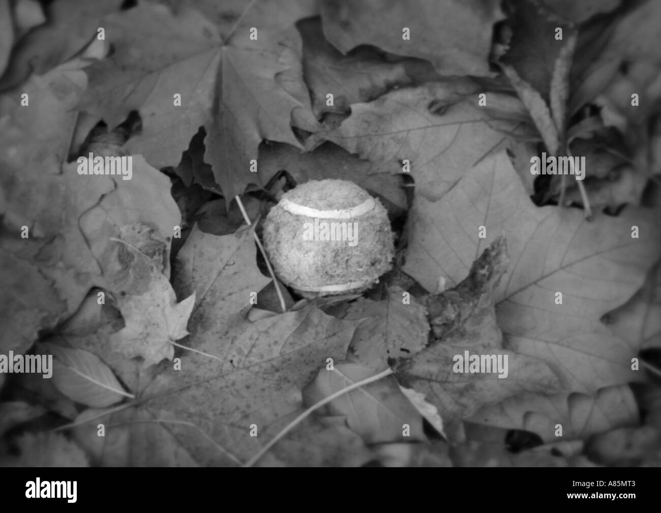 Balle de tennis sur les feuilles P.C. Banque D'Images