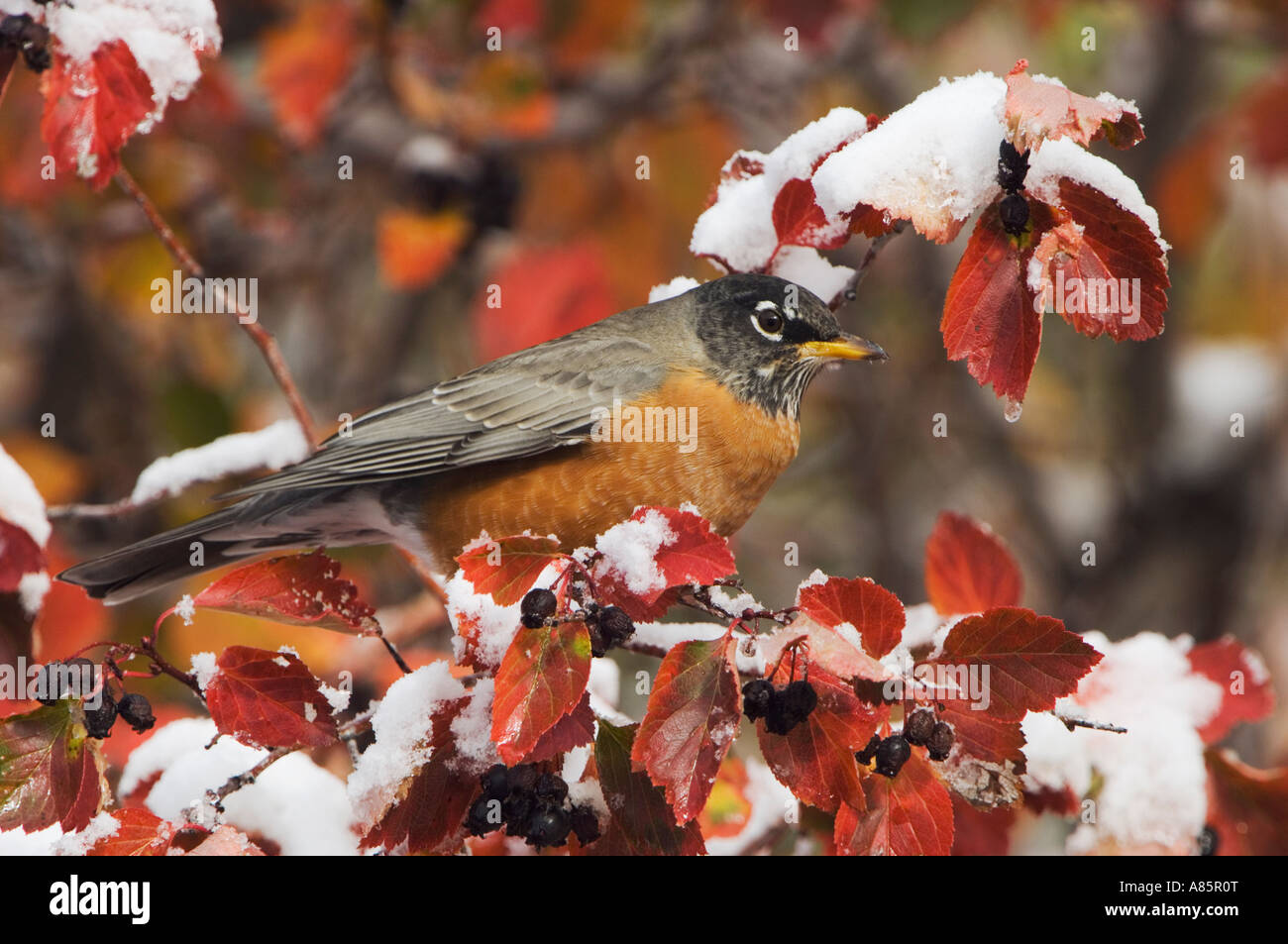 Merle d'Amérique Turdus migratorius homme en noir l'Aubépine fallcolors la neige Le Grand Teton NP Wyoming Banque D'Images