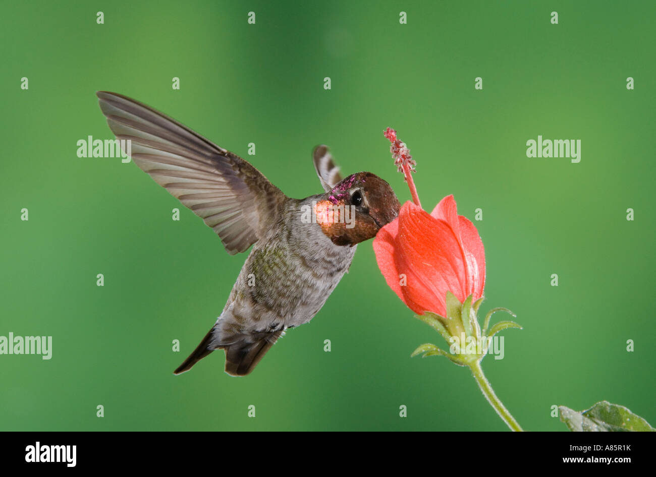 Calypte anna Anna's Hummingbird mâle en vol, se nourrissant de Turk s Malvaviscus drummondii Cap Tucson Arizona Banque D'Images