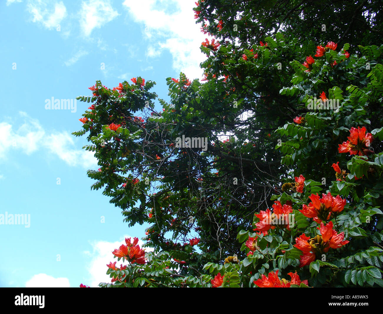 Belles fleurs orange et feuilles de tulipier d'Afrique, Spathodea campanulata (Spathodea) contre le ciel bleu, dans la région de Copperbelt en Zambie, l'Afrique Banque D'Images