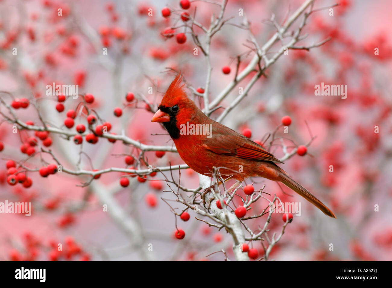 Le Cardinal rouge mâle dans l'arbre d'aubépine Banque D'Images