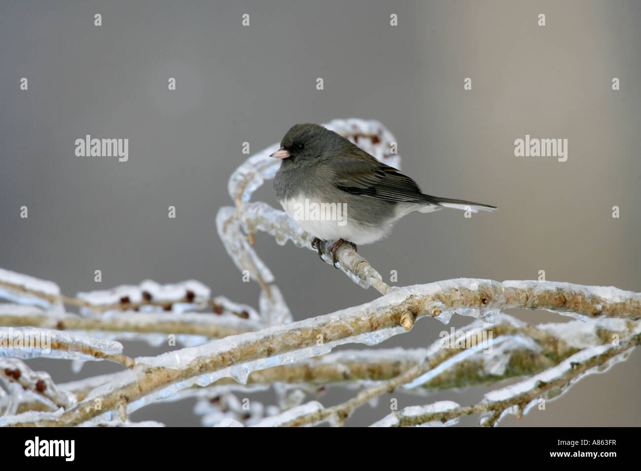Junco ardoisé foncé sur IcyElm Tree Branch Banque D'Images