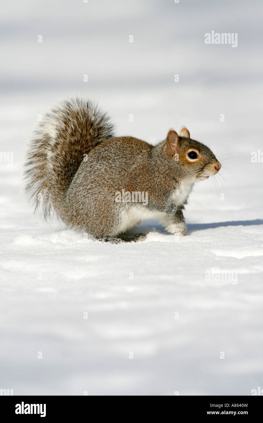 L'écureuil gris dans la neige à la verticale Banque D'Images