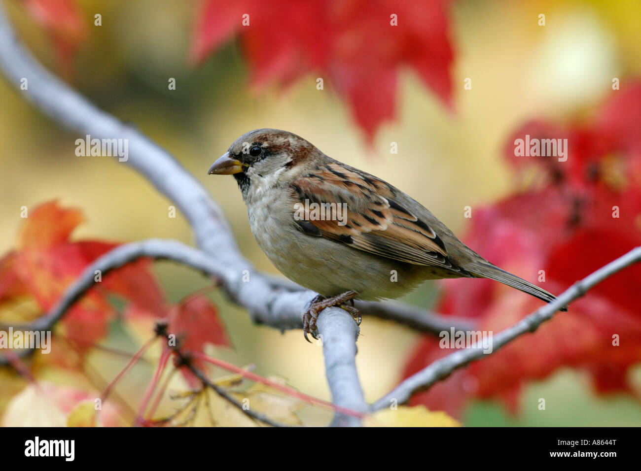 Moineau domestique à l'automne Érable Banque D'Images