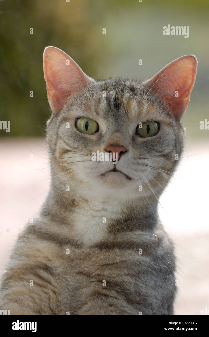 Chat Americain A Poil Court Banque De Photographies Et D Images A Haute Resolution Alamy