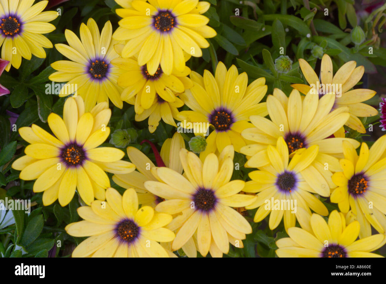 Fleur Osteospermum jaune Banque D'Images