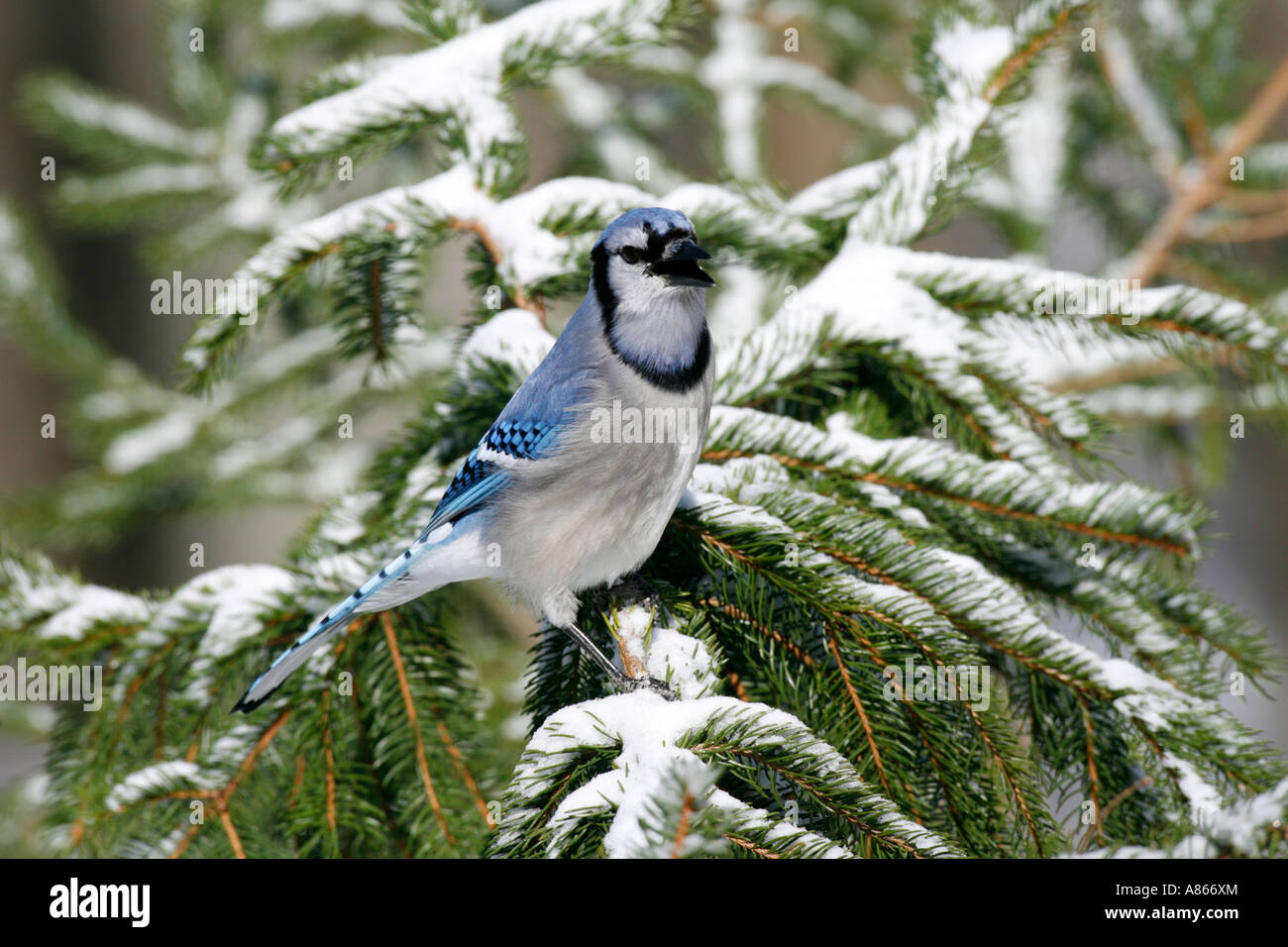 Geai bleu perché sur la neige couverts Epicéa Banque D'Images