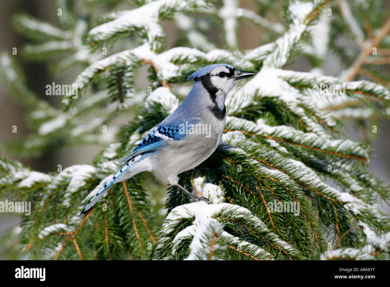 Geai bleu perché sur la neige couverts Epicéa Banque D'Images
