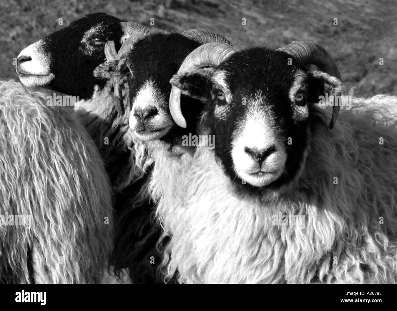 Swaledale un troupeau de moutons sur le Yorkshire Moors Banque D'Images